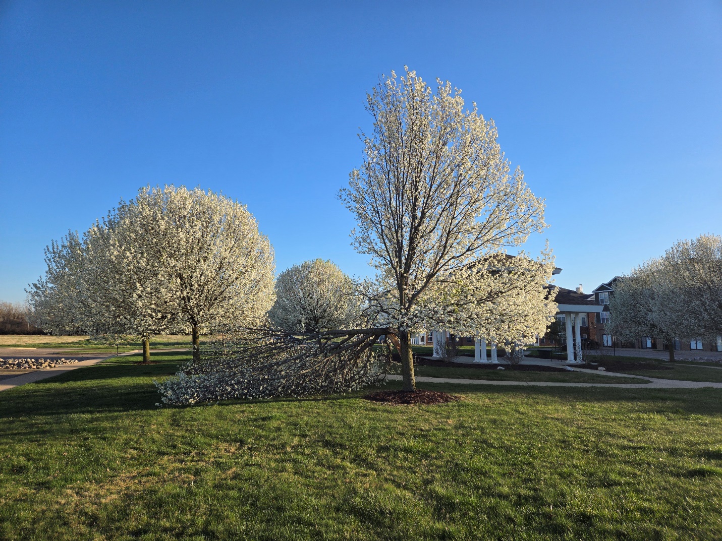 A callery pear tree with broken limbs.